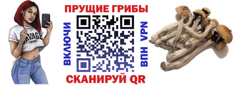 ОМГ ОМГ как зайти  Духовщина  Галлюциногенные грибы Psilocybine cubensis 